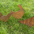 A Trio - 2 Chickens and a Cockerel - Easter